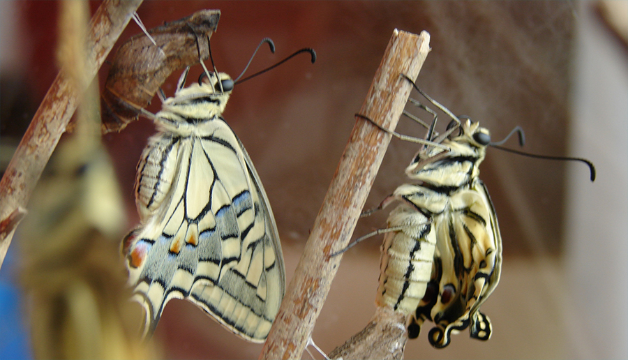 video vlindershop koninginnenpage