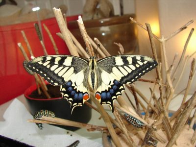 vlindershop vlinder boek kopen koninginnenpage 4
